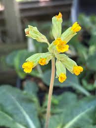 Attēlu rezultāti vaicājumam “Primula veris leaf”