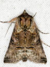 Attēlu rezultāti vaicājumam “Abrostola tripartita”