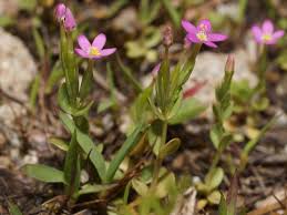Attēlu rezultāti vaicājumam “Centaurium littorale flower”