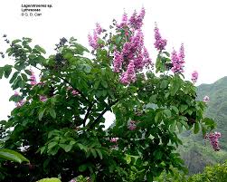 Attēlu rezultāti vaicājumam “Lythraceae”