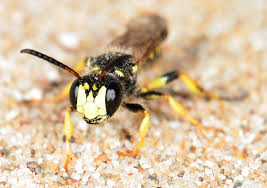 Attēlu rezultāti vaicājumam “Arenaria procera”