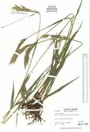 Attēlu rezultāti vaicājumam “Bromopsis inermis leaf”