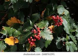 Attēlu rezultāti vaicājumam “Sorbus intermedia”