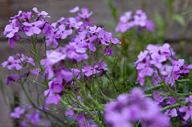 Attēlu rezultāti vaicājumam “Hesperis matronalis bud”