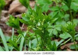 Attēlu rezultāti vaicājumam “Mercurialis perennis flower”