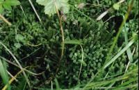 Attēlu rezultāti vaicājumam “Paludella squarrosa”