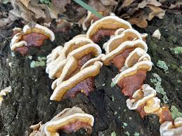 Attēlu rezultāti vaicājumam “Diderma rufostriatum sessile”