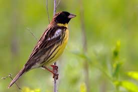 Image result for Emberiza aureola