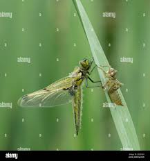 Attēlu rezultāti vaicājumam “Libellula quadrimaculata exuvia”