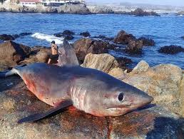 Image result for Lamna nasus