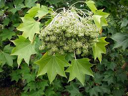 Attēlu rezultāti vaicājumam “Kalopanax septemlobus fruit”