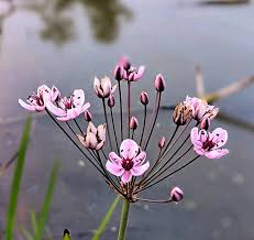 Attēlu rezultāti vaicājumam “Butomus umbellatus bud”
