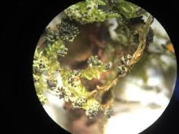 Attēlu rezultāti vaicājumam “Physarum pezizoideum macro”