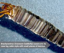 Attēlu rezultāti vaicājumam “Trichoptera”