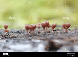 Attēlu rezultāti vaicājumam “Hemitrichia calyculata young”