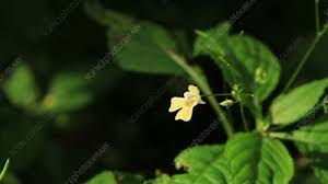 Attēlu rezultāti vaicājumam “Impatiens parviflora”