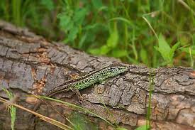 Attēlu rezultāti vaicājumam “Lacerta agilis male”