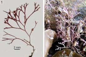 Attēlu rezultāti vaicājumam “Ceramium sp.”