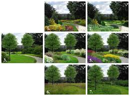 Attēlu rezultāti vaicājumam “Populus x lettland”