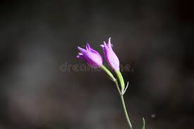 Attēlu rezultāti vaicājumam “Cephalanthera rubra bud”