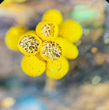 Attēlu rezultāti vaicājumam “Badhamia nitens”