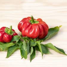 Afbeeldingsresultaat voor hungarian sweet apple sweet pepper