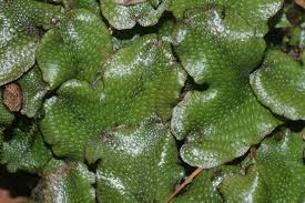 Attēlu rezultāti vaicājumam “Conocephalum conicum”