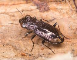 Attēlu rezultāti vaicājumam “Notiophilus palustris”