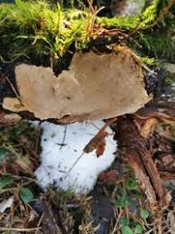 Attēlu rezultāti vaicājumam “Phellinus nigrolimitatus”