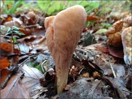 Attēlu rezultāti vaicājumam “Macrotyphula fistulosa var. contorta”