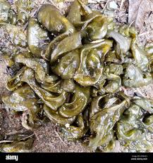 Attēlu rezultāti vaicājumam “Nostoc commune”