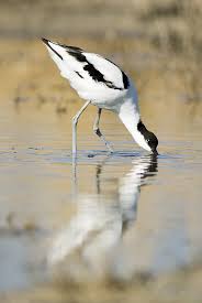 Attēlu rezultāti vaicājumam “Recurvirostra avosetta”