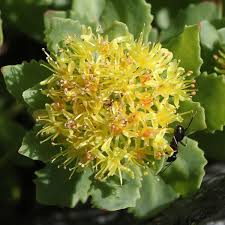 Attēlu rezultāti vaicājumam “Rhodiola rosea flower”
