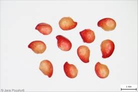 Attēlu rezultāti vaicājumam “Fragaria viridis fruit”