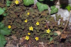 Attēlu rezultāti vaicājumam “Oxalis corniculata”