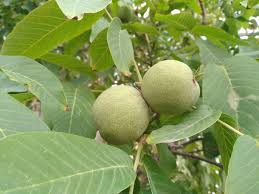 Attēlu rezultāti vaicājumam “Juglans mandshurica male flower”