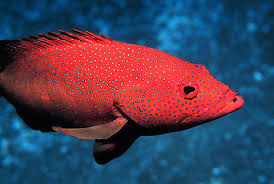 Image result for Cephalopholis fulva