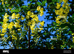 Attēlu rezultāti vaicājumam “Laburnum anagyroides flower”