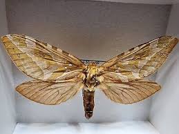 Attēlu rezultāti vaicājumam “Hepialidae”