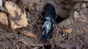 Attēlu rezultāti vaicājumam “Grynocharis oblonga”