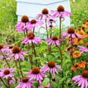 Image result for Echinacea Lustre hybrids