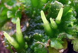 Attēlu rezultāti vaicājumam “Pogonatum dentatum macro”