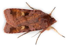 Attēlu rezultāti vaicājumam “Diarsia florida”