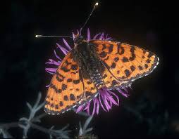 Attēlu rezultāti vaicājumam “Melitaea didyma male”
