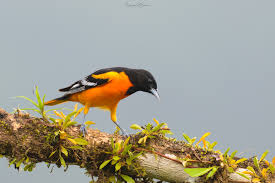 Image result for Icterus galbula