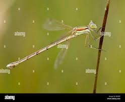 Attēlu rezultāti vaicājumam “Lestes dryas female”
