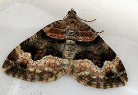 Attēlu rezultāti vaicājumam “Xanthorhoe biriviata”