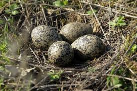Attēlu rezultāti vaicājumam “Erithacus rubecula nest”