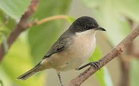 Image result for Sylvia hortensis