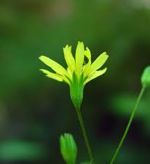 Attēlu rezultāti vaicājumam “Lapsana communis flower”